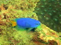 Blue-yellow Damsel  - Phuket