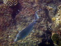 Bluespine Unicornfish  - Phuket
