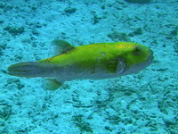 Bluespotted Pufferfish  - Phuket