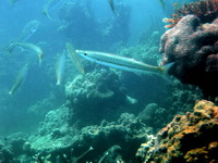 Blunt Barracuda  - Phuket