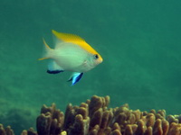 Bowtie Damselfish - juvenile  - Phuket