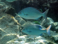 Brassy Rudderfish  - Phuket