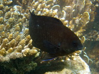 Brown Dwarf-angelfish  - Phuket