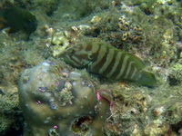 Brown-banded Grouper  - Phuket