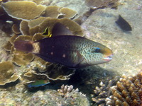 Bullethead Parrotfish - female  - Phuket