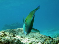 Bullethead Parrotfish - male  - Phuket