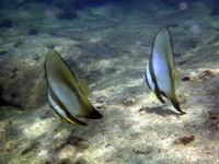 Circular Batfish  - Phuket