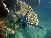 Common Lionfish  - Phuket
