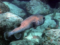 Common Porcupinefish  - Phuket