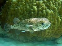Common Porcupinefish  - Phuket