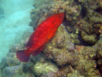 Coral Grouper  - Phuket