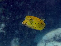 Cube Boxfish - juvenile  - Phuket
