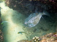 Cube Boxfish  - Phuket