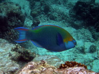 Dusky Parrotfish - male  - Phuket