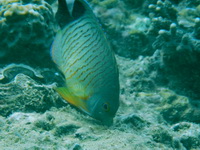 Eibl's Dwarf-angelfish  - Phuket