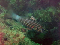 Eight-lined Cardinalfish  - Phuket