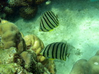 Eightband Butterflyfish  - Phuket