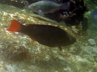 Ember Parrotfish - female  - Phuket