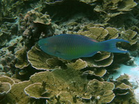 Ember Parrotfish - male  - Phuket