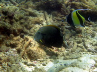 Epaulette Surgeonfish  - Phuket