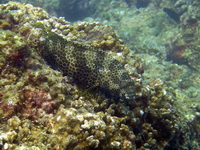 Foursaddle Grouper  - Phuket