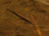 Freshwater Garfish  - Kui Buri NP