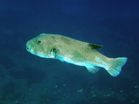 Giant Pufferfish  - Phuket