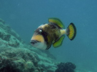 Giant Triggerfish  - Phuket
