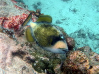 Giant Triggerfish  - Phuket