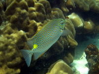 Gold-saddle Rabbitfish  - Phuket