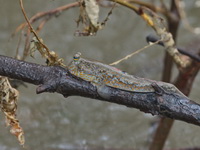 Gold-spotted Mudskipper  - Bang Poo