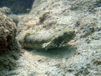 Gracile Lizardfish  - Phuket