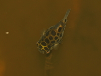 Green Spotted Puffer  - Songkhla