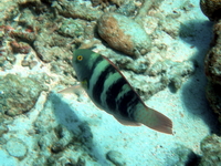 Greenhead Parrotfish  - Phuket