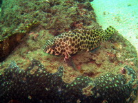 Honeycomb Grouper  - Phuket