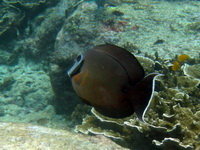 Indian Mimic Surgeonfish  - Phuket