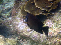 Indian Mimic Surgeonfish  - Phuket