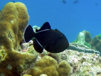 Indian Triggerfish  - Phuket
