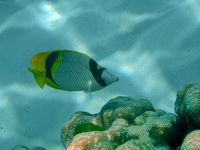 Lined Butterflyfish  - Phuket
