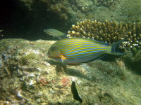 Lined Surgeonfish  - Phuket
