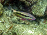 Longbarbel Goatfish  - Phuket