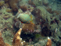 Longnose Filefish  - Phuket