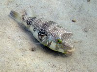 Milk-spotted Toadfish  - Phuket