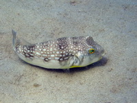 Milk-spotted Toadfish  - Phuket