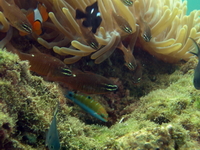 Moluccan Cardinalfish  - Phuket
