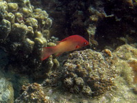 Neill's Hogfish  - Phuket