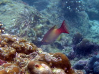 Neill's Hogfish  - Phuket