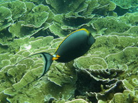 Orangespine Unicornfish  - Phuket