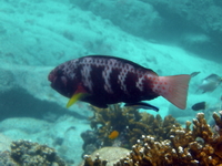 Pink-margined Parrotfish  - Phuket