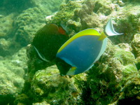 Powder-blue Surgeonfish  - Phuket
